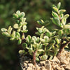 Rainbow Bush - Portulacaria afra variegata