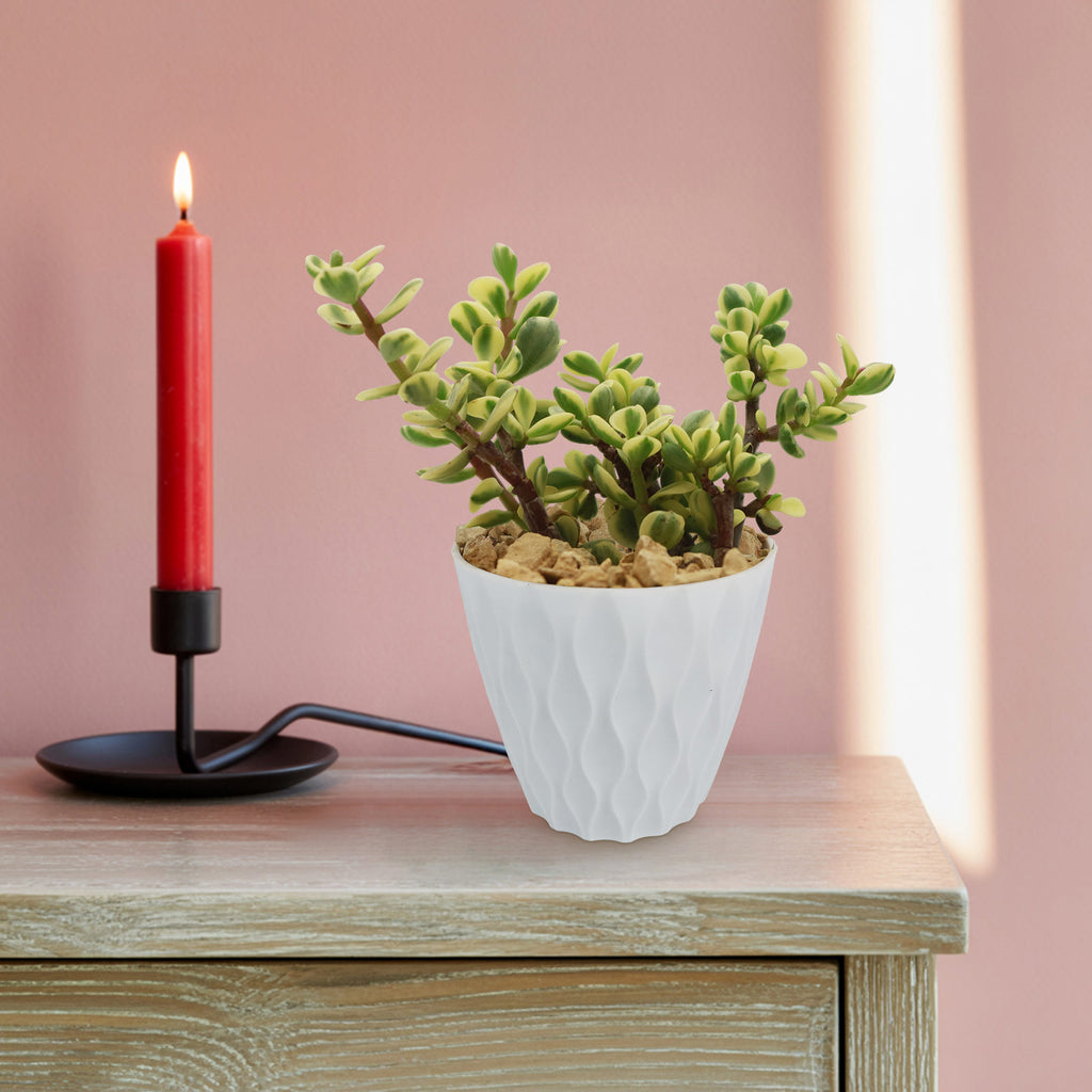 Rainbow Bush - Portulacaria afra variegata 4 inch 