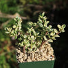 Rainbow Bush - Portulacaria afra variegata