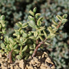 Rainbow Bush - Portulacaria afra variegata