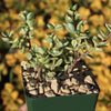 Rainbow Bush - Portulacaria afra variegata