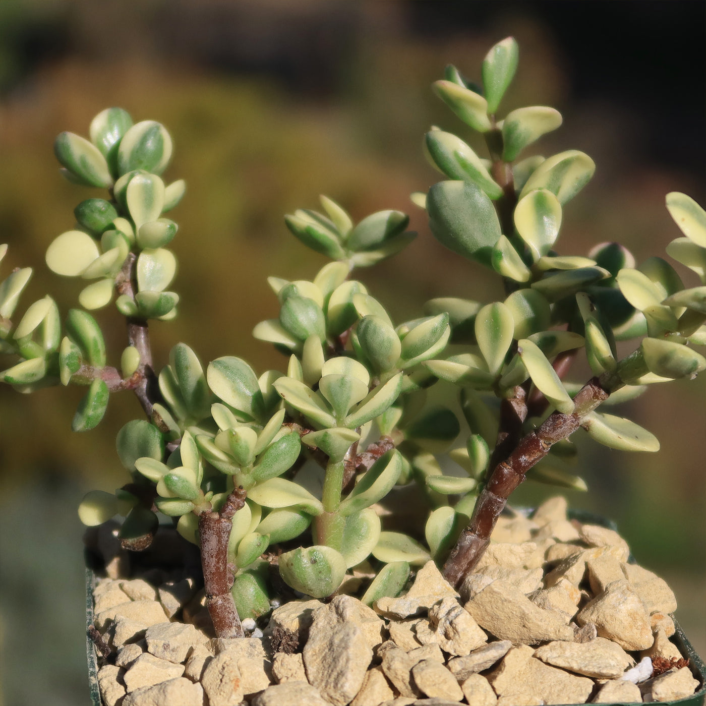 portulacaria afra follis variegata Rainbow Bush 'Portulacaria afra variegata'