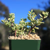 Rainbow Bush - Portulacaria afra variegata