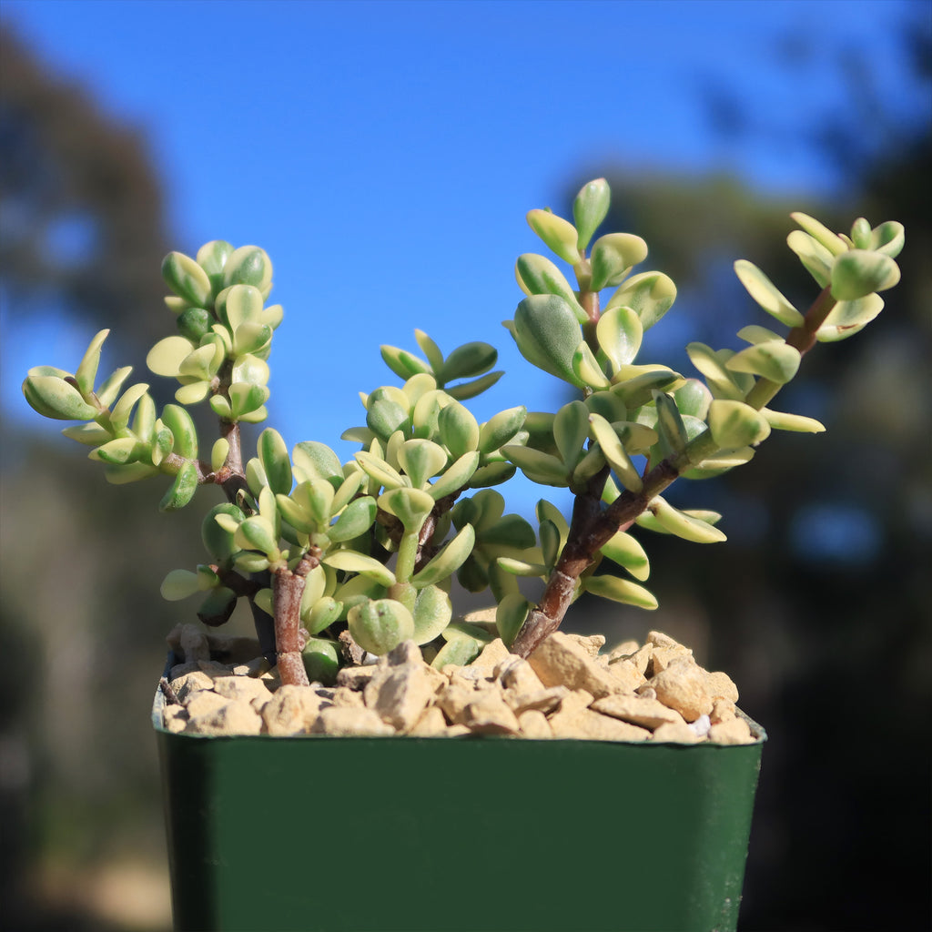 Rainbow Bush - Portulacaria afra variegata