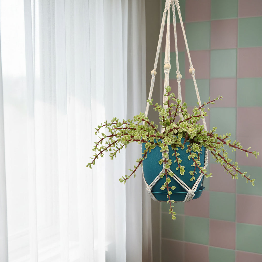 Rainbow Bush - Portulacaria afra variegata