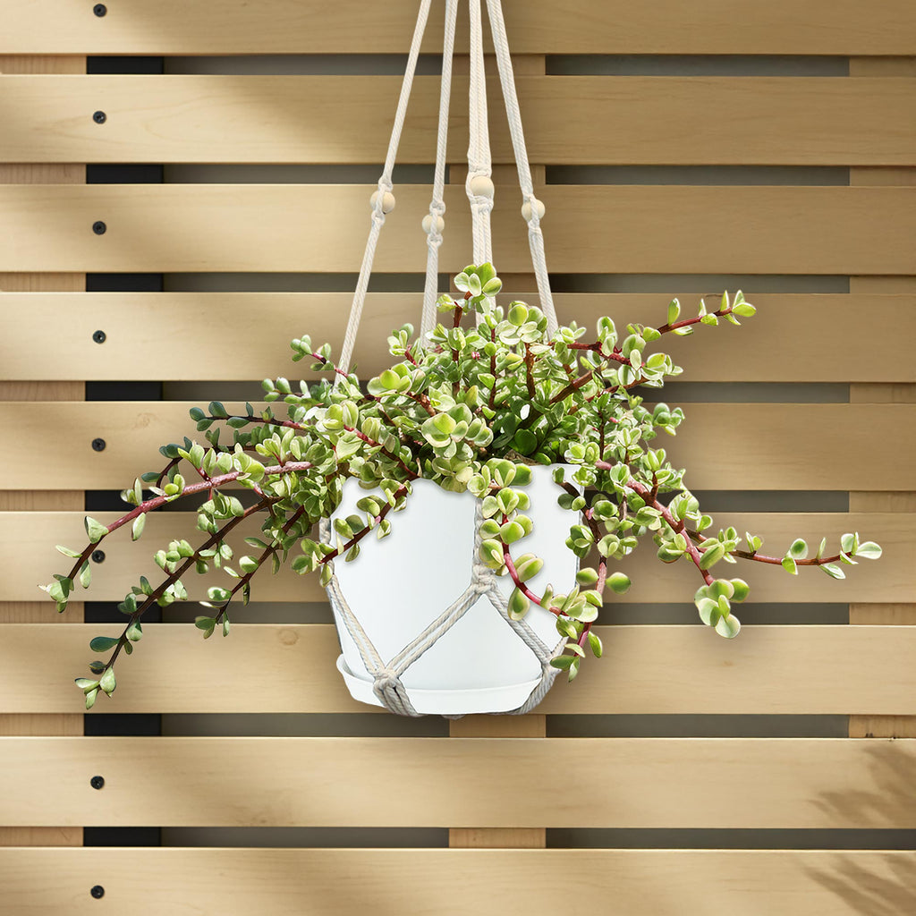 Rainbow Bush - Portulacaria afra variegata