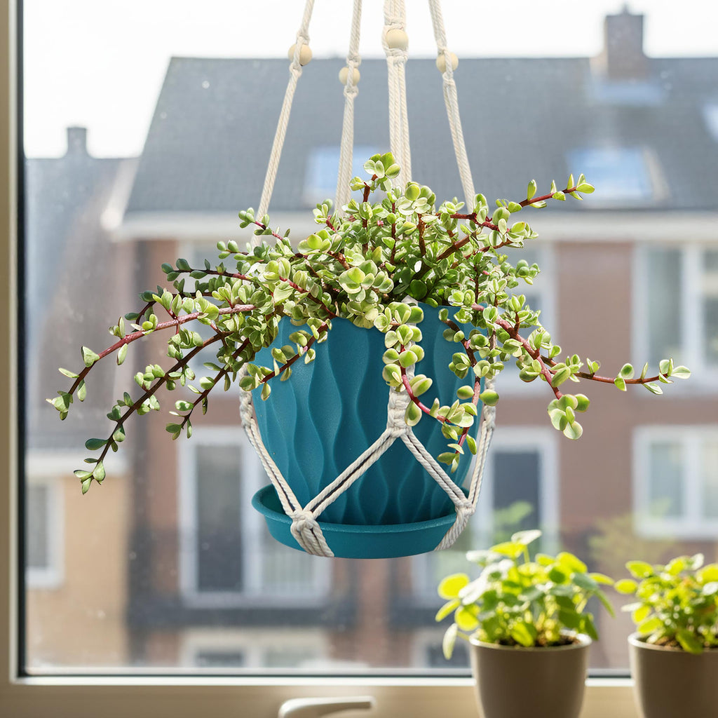 Rainbow Bush - Portulacaria afra variegata