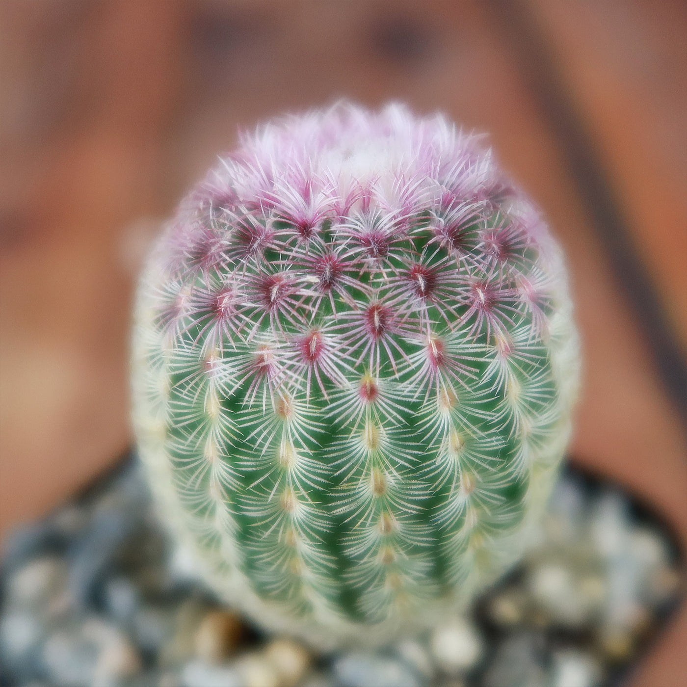 rainbow cactus succulent Buy "Rainbow Hedgehog Cactus - Echinocereus rigidissimus rubispinus" Care and Info