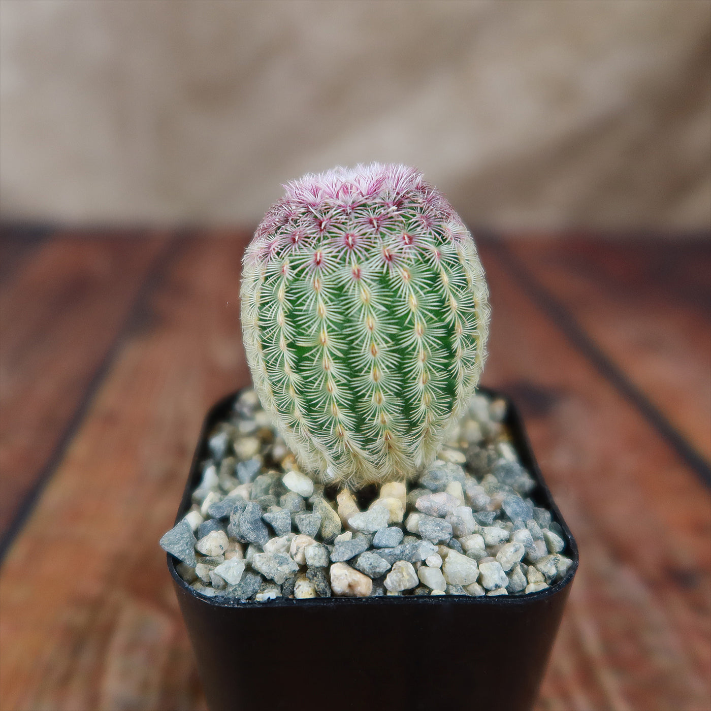 rainbow cactus succulent Buy "Rainbow Hedgehog Cactus - Echinocereus rigidissimus rubispinus" Care and Info