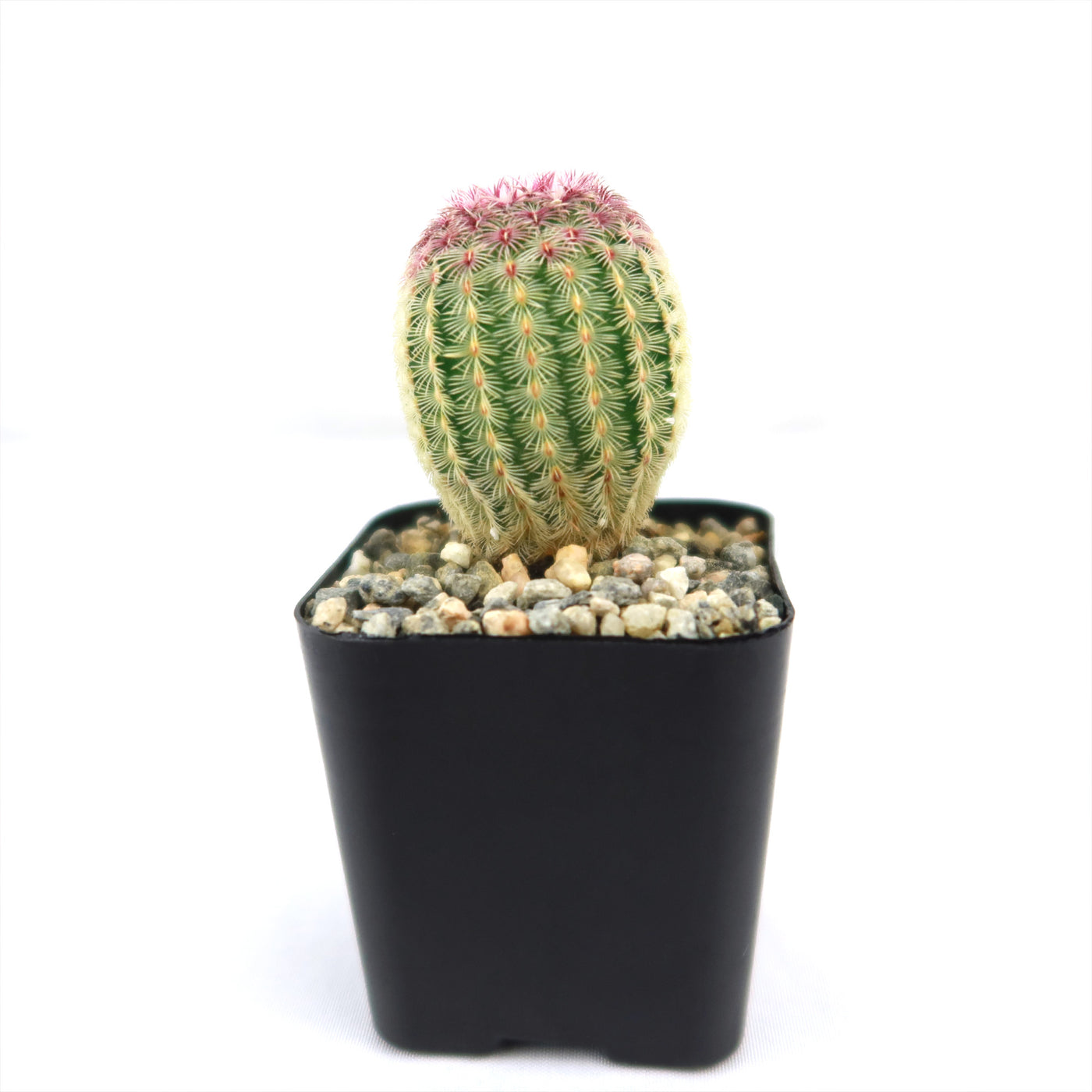 rainbow acres cactus succulent Buy "Rainbow Hedgehog Cactus - Echinocereus rigidissimus rubispinus" Care and Info