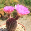 Rainbow Hedgehog Cactus - Echinocereus rigidissimus &