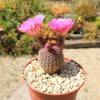 Rainbow Hedgehog Cactus - Echinocereus rigidissimus &