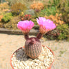 Rainbow Hedgehog Cactus - Echinocereus rigidissimus &