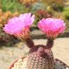 Rainbow Hedgehog Cactus - Echinocereus rigidissimus &