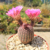 Rainbow Hedgehog Cactus - Echinocereus rigidissimus &