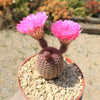 Rainbow Hedgehog Cactus - Echinocereus rigidissimus &