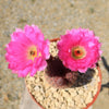 Rainbow Hedgehog Cactus - Echinocereus rigidissimus &