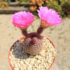 Rainbow Hedgehog Cactus - Echinocereus rigidissimus &