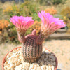 Rainbow Hedgehog Cactus - Echinocereus rigidissimus &