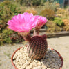 Rainbow Hedgehog Cactus - Echinocereus rigidissimus &