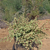 Rainbow Bush - Portulacaria afra variegata