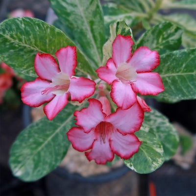 Rare Variegated Adenium obesum ‘Grafted Pink’