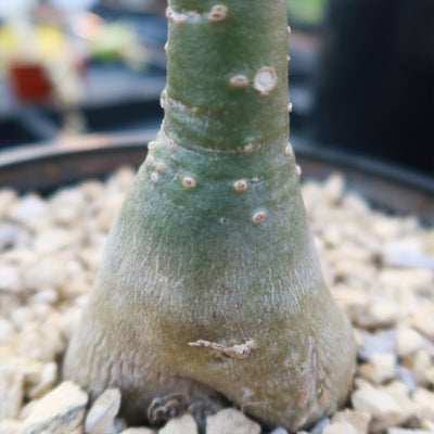 Rare Variegated Adenium obesum ‘Grafted Pink’