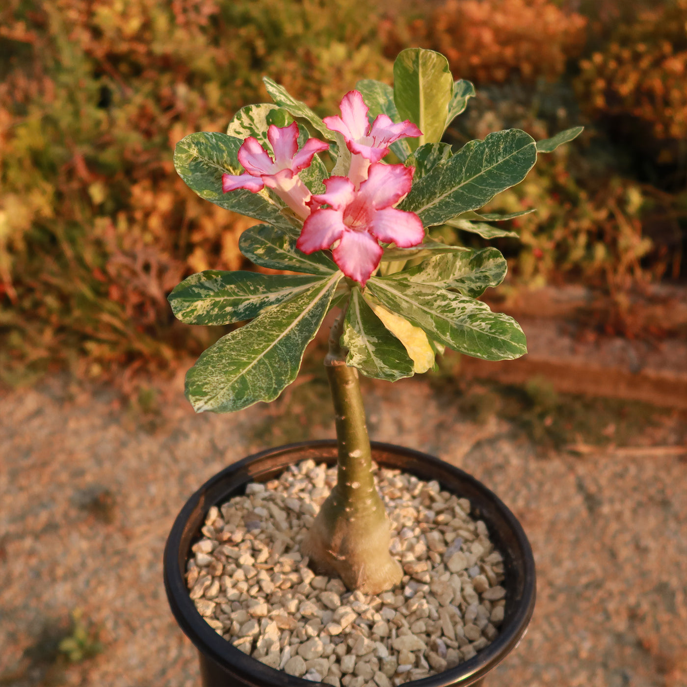Shop ‘Rare Variegated Adenium obesum Grafted Pink’ Care & Growing Guide ...