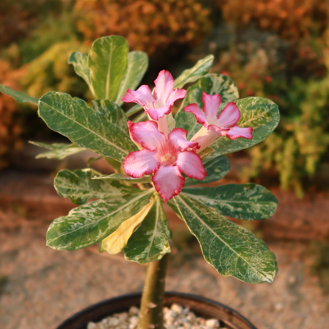 Rare Variegated Adenium obesum ‘Grafted Pink’