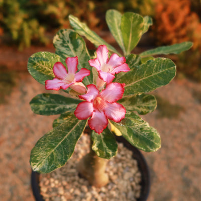 Rare Variegated Adenium obesum ‘Grafted Pink’