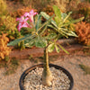 Rare Variegated Adenium obesum ‘Grafted Pink’