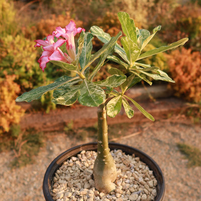 Rare Variegated Adenium obesum ‘Grafted Pink’