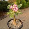 Rare Variegated Adenium obesum ‘Grafted Pink’