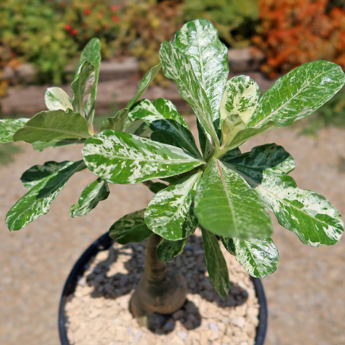Shop ‘Rare Variegated Adenium obesum Grafted Pink’ Care & Growing Guide ...