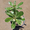 Rare Variegated Adenium obesum ‘Grafted Pink’