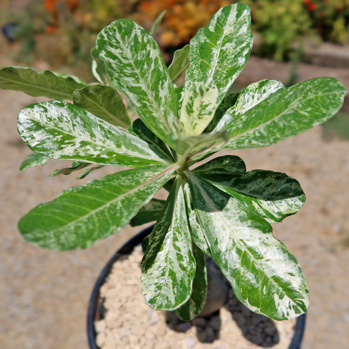 Rare Variegated Adenium obesum ‘Grafted Pink’