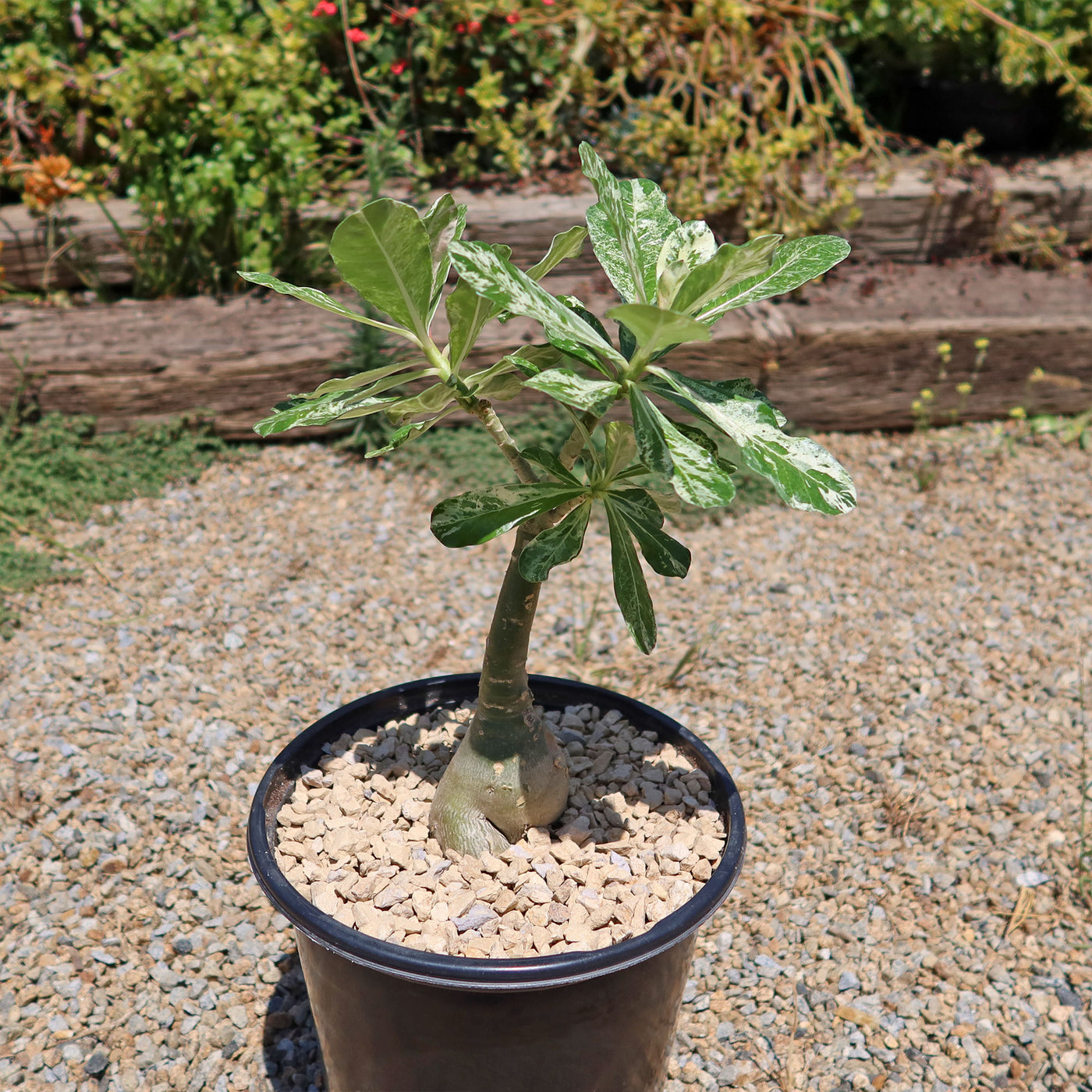 Rare Variegated Adenium obesum ‘Grafted Pink’