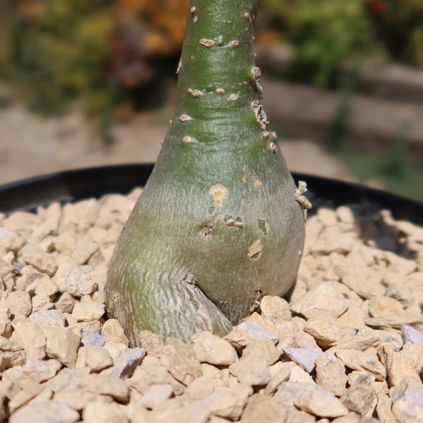 Rare Variegated Adenium obesum ‘Grafted Pink’