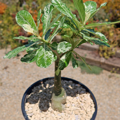 Rare Variegated Adenium obesum ‘Grafted Pink’