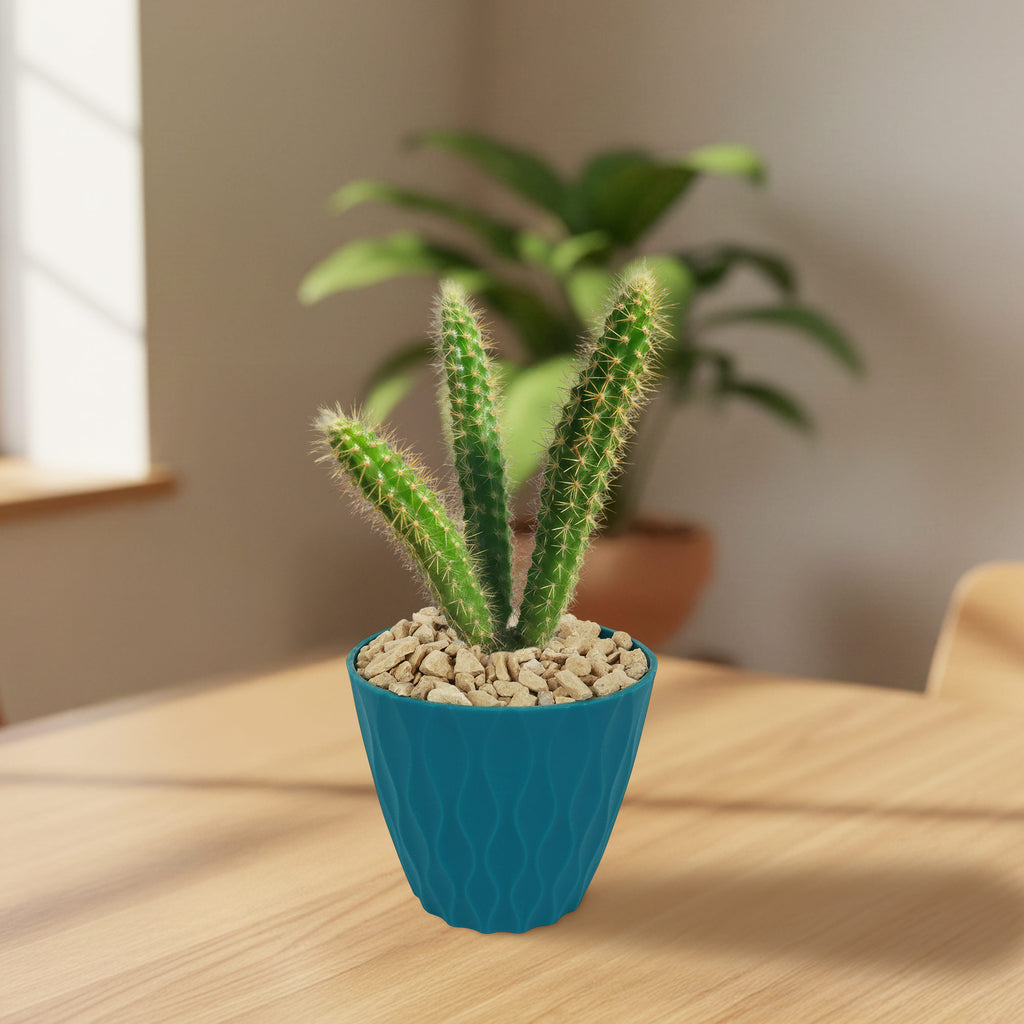 rat tail cactus in a teal pot 