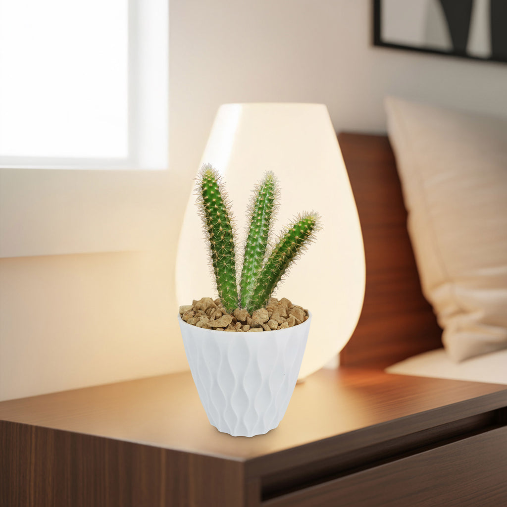 rat tail cactus in a 4 inch white pot