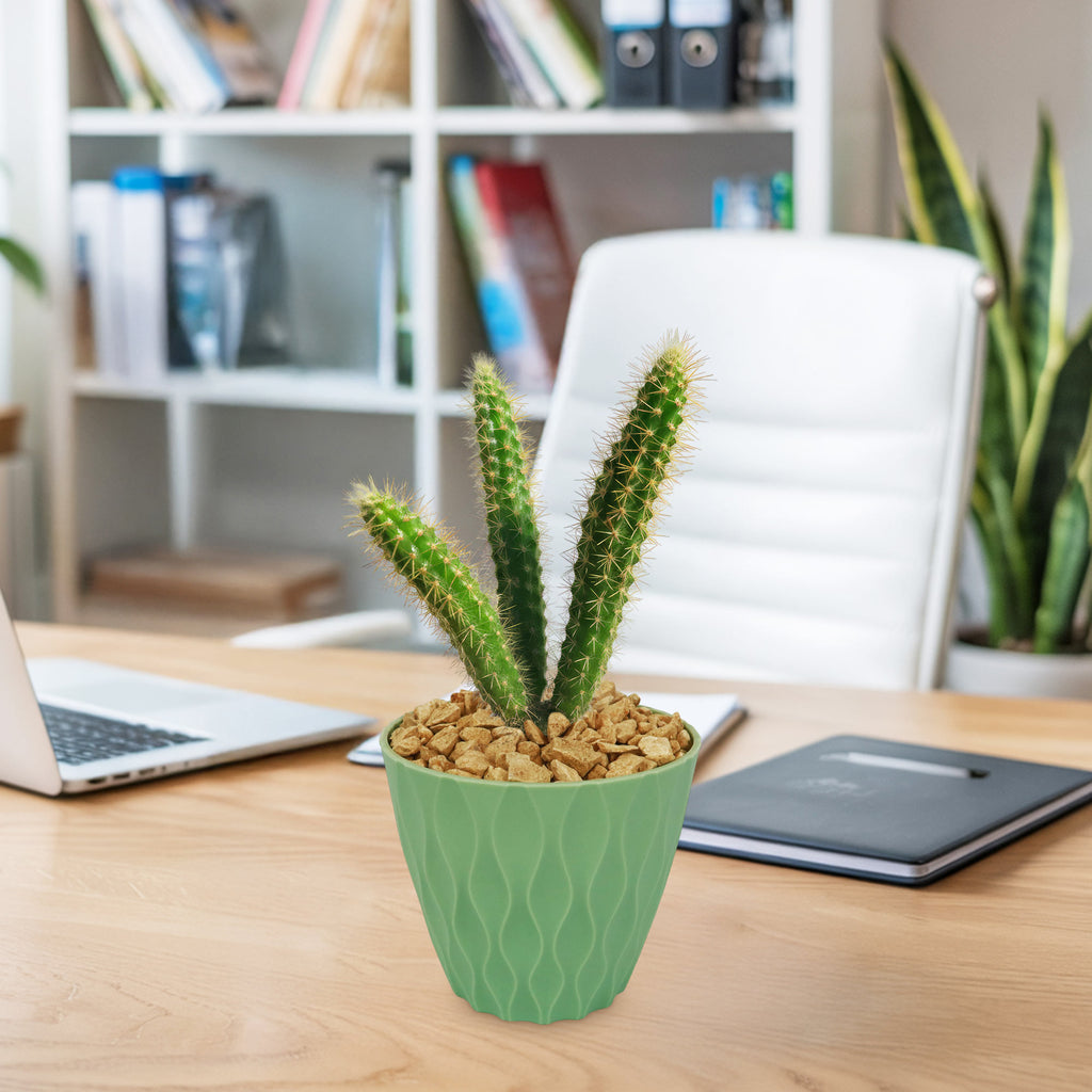 rat tail cactus in a 4 inch yellow green pot