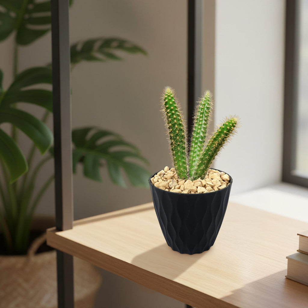 rat tail cactus in a 4 inch black pot