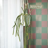 Rat Tail cactus in a white pot hangs from a cream macrame hanger by sheer-curtained windows against a pastel checkerboard wall.
