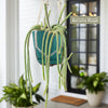 The Rat Tail cactus (Aporocactus flagelliformis) with long, trailing stems hangs indoors in a decorative macrame hanger. Includes macrame hanger.