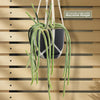 A Rat Tail cactus (Aporocactus flagelliformis) with long green stems in a white macrame hanger, shown against wooden slats.