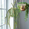Rat Tail cactus with long, slender green stems in a macrame hanger near a window; another potted plant is softly blurred behind.