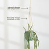 A Rat Tail cactus (Aporocactus flagelliformis) in a cream adjustable macramé hanger, which is included with your order.
