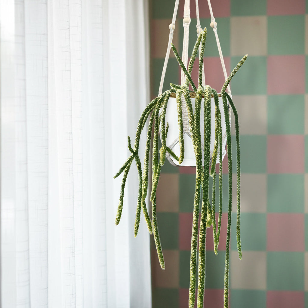 rat tail cactus plant in a macrame holder against a checkered wall