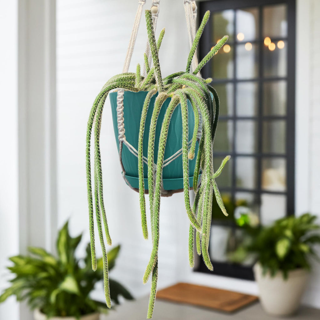 rat tail cactus plant  in a teal pot 